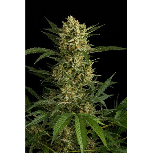 Семена Dinafem Original Amnesia autofem - цены, описание в интернет-магазине Dutch Seeds