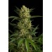 Семена Dinafem Original Amnesia autofem - цены, описание в интернет-магазине Dutch Seeds