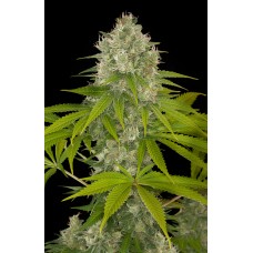 Dinafem Power Kush feminized