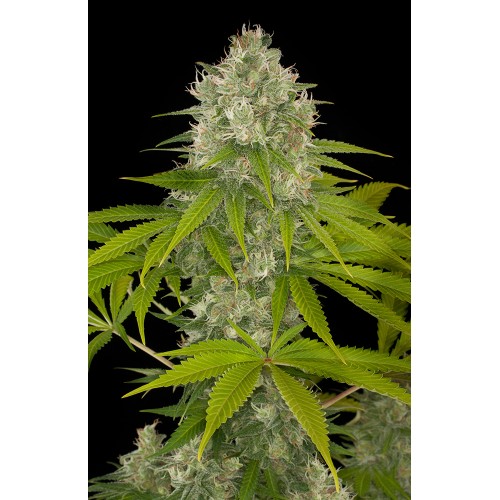 Семена Dinafem Power Kush feminized - цены, описание в интернет-магазине Dutch Seeds