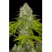 Семена Dinafem Power Kush feminized - цены, описание в интернет-магазине Dutch Seeds