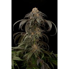 Dinafem Purple Afghan Kush  feminized