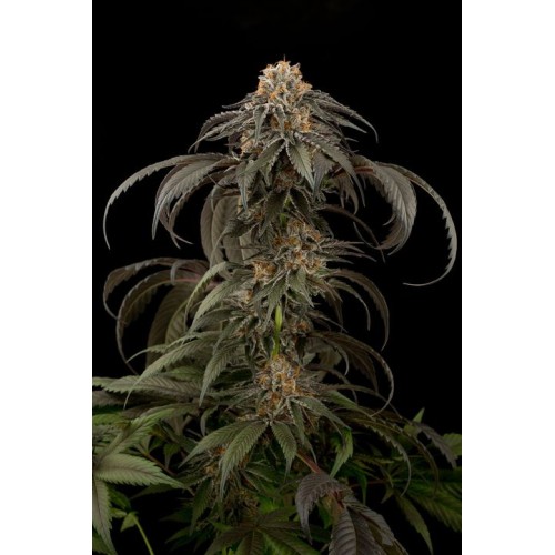 Семена Dinafem Purple Afghan Kush  feminized - цены, описание в интернет-магазине Dutch Seeds