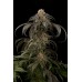 Семена Dinafem Purple Afghan Kush  feminized - цены, описание в интернет-магазине Dutch Seeds