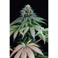 Dinafem Purple Moby Dick feminized