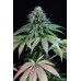 Семена Dinafem Purple Moby Dick feminized  - цены, описание в интернет-магазине Dutch Seeds