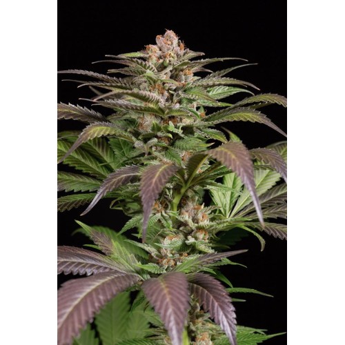 Семена Dinafem Purps #1  feminized - цены, описание в интернет-магазине Dutch Seeds