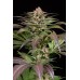 Семена Dinafem Purps #1  feminized - цены, описание в интернет-магазине Dutch Seeds