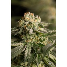 Dinafem Remo Chemo feminized