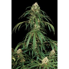 Dinafem Super Silver feminized