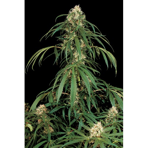 Семена Dinafem Super Silver feminized - цены, описание в интернет-магазине Dutch Seeds