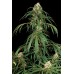 Семена Dinafem Super Silver feminized - цены, описание в интернет-магазине Dutch Seeds