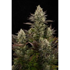 Dinafem White Widow feminized