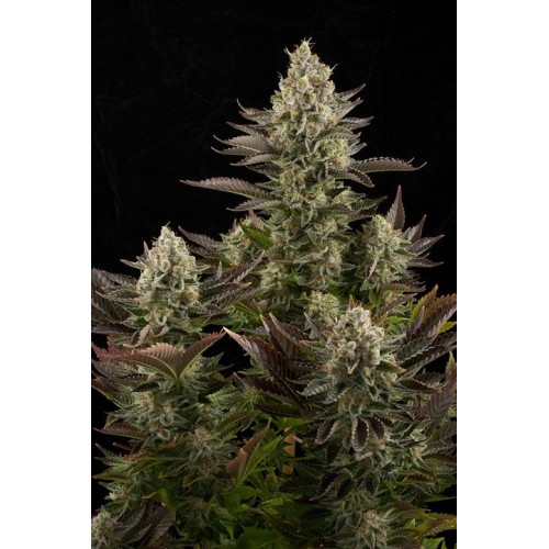 Семена Dinafem White Widow feminized - цены, описание в интернет-магазине Dutch Seeds