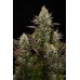 Семена Dinafem White Widow feminized - цены, описание в интернет-магазине Dutch Seeds