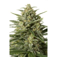 Dinafem White Widow XXL autofeminized