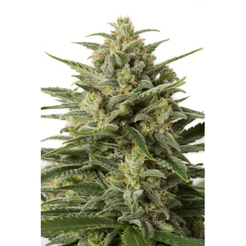 Семена Dinafem White Widow XXL autofeminized 5 шт. - цены, описание в интернет-магазине Dutch Seeds