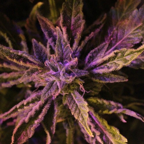 Семена Doctor Choice Doctors Choice #1 autofem - цены, описание в интернет-магазине Dutch Seeds