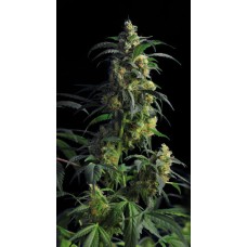 Kannabia Domina Haze feminized