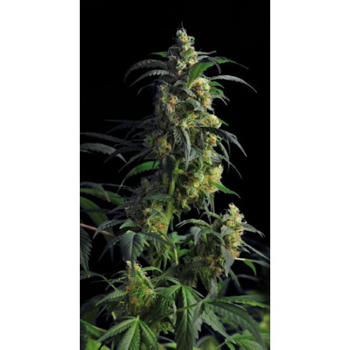 Семена Kannabia Domina Haze feminized - цены, описание в интернет-магазине Dutch Seeds