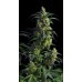 Семена Kannabia Domina Haze feminized - цены, описание в интернет-магазине Dutch Seeds