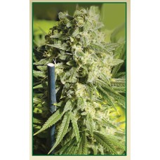 Serious seeds Double Dutch feminized