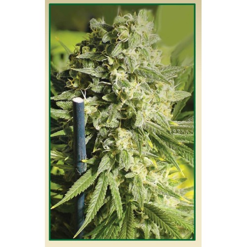 Семена Serious seeds Double Dutch feminized - цены, описание в интернет-магазине Dutch Seeds