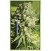 Семена Serious seeds Double Dutch feminized - цены, описание в интернет-магазине Dutch Seeds