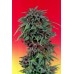 Семена Dutch Passion Durban Poison feminized - цены, описание в интернет-магазине Dutch Seeds