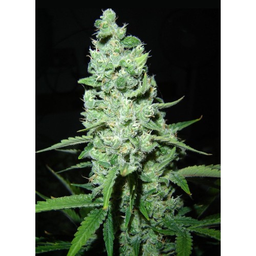 Семена Dutch Bulk AK-47 feminized 50 шт. - цены, описание в интернет-магазине Dutch Seeds