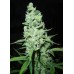 Семена Dutch Bulk AK-47 feminized 50 шт. - цены, описание в интернет-магазине Dutch Seeds