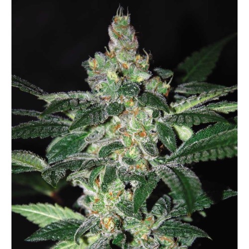 Семена Dutch Bulk Amnesia feminized 5 шт. - цены, описание в интернет-магазине Dutch Seeds