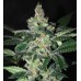 Семена Dutch Bulk Amnesia feminized 5 шт. - цены, описание в интернет-магазине Dutch Seeds