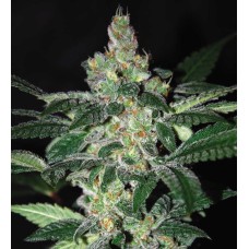 Dutch Bulk Amnesia feminized