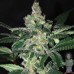 Семена Dutch Bulk Amnesia autofeminized 5 шт. - цены, описание в интернет-магазине Dutch Seeds