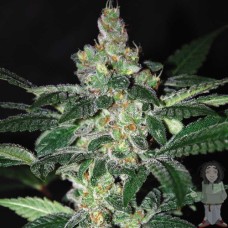 Dutch Bulk Amnesia autofeminized