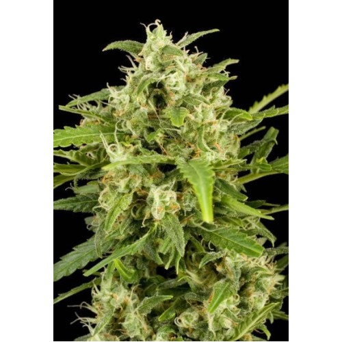 Семена Dutch Bulk Auto Critical autofeminized 5 шт. - цены, описание в интернет-магазине Dutch Seeds