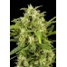 Семена Dutch Bulk Auto Critical autofeminized 5 шт. - цены, описание в интернет-магазине Dutch Seeds