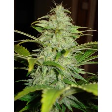 Dutch Bulk Auto Hindu Kush autofeminized