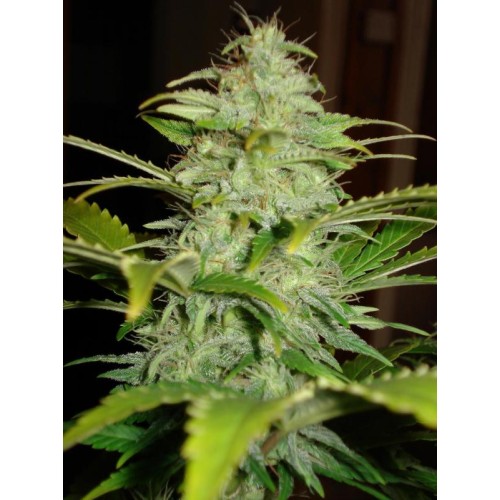 Семена Dutch Bulk Auto Hindu Kush autofeminized 5 шт. - цены, описание в интернет-магазине Dutch Seeds