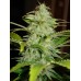 Семена Dutch Bulk Auto Hindu Kush autofeminized 5 шт. - цены, описание в интернет-магазине Dutch Seeds