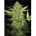 Семена Dutch Bulk Auto Lemon skunk autofeminized 5 шт. - цены, описание в интернет-магазине Dutch Seeds