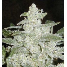 Dutch Bulk Auto White Widow autofeminized