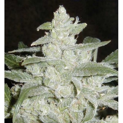 Семена Dutch Bulk Auto White Widow autofeminized 5 шт. - цены, описание в интернет-магазине Dutch Seeds