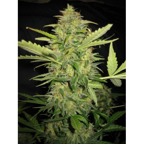 Семена Dutch Bulk Auto Lemon skunk autofem 20 шт. - цены, описание в интернет-магазине Dutch Seeds