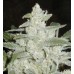 Семена Dutch Bulk Auto White Widow autofem 20 шт. - цены, описание в интернет-магазине Dutch Seeds