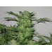 Семена Dutch Bulk Auto AK autofem 5 шт. - цены, описание в интернет-магазине Dutch Seeds