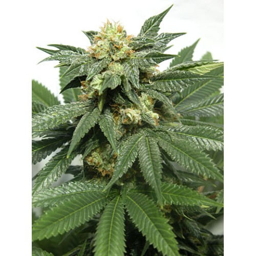 Семена Dutch Bulk Auto Bubblegum autofeminized 20 шт. - цены, описание в интернет-магазине Dutch Seeds