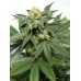 Семена Dutch Bulk Auto Bubblegum autofeminized 20 шт. - цены, описание в интернет-магазине Dutch Seeds