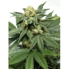 Dutch Bulk Auto Bubblegum autofeminized